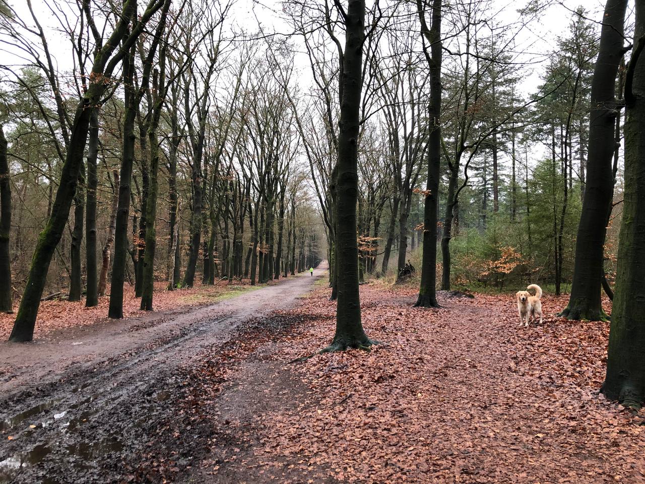 Losloopgebied Austerlitz