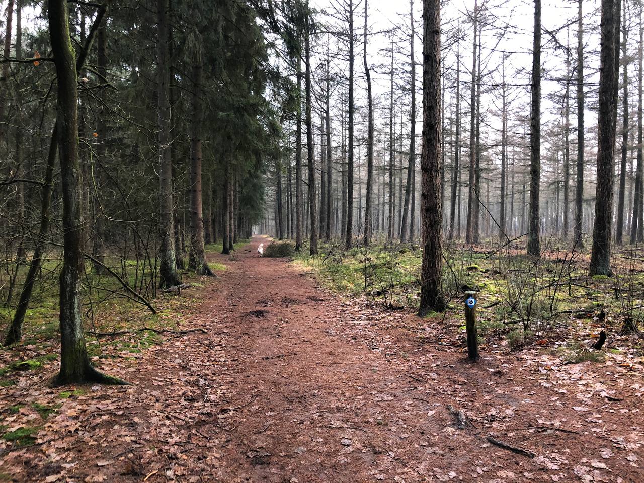 Het Roekelse bos op de Veluwe