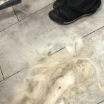 Hond in de rui na het trimmen veel verharing