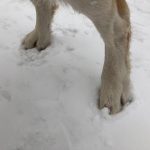Hondenpootjes in de sneeuw