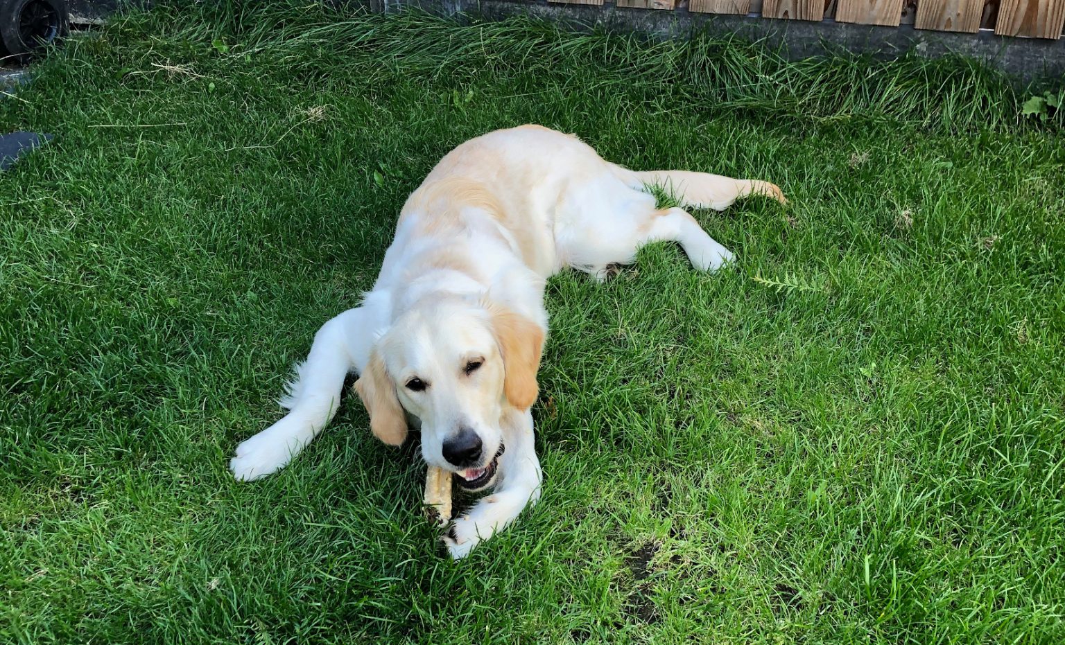 Een bot voor de hond, veel soorten bot te koop Super Pootjes