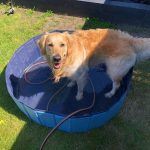 Hondenzwembad gebruiken om de hond af te koelen