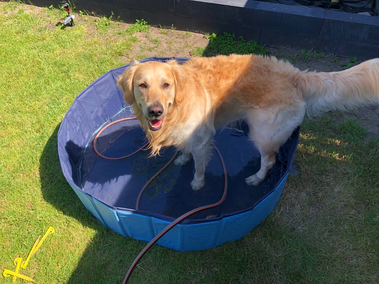 Hondenzwembad gebruiken om de hond af te koelen