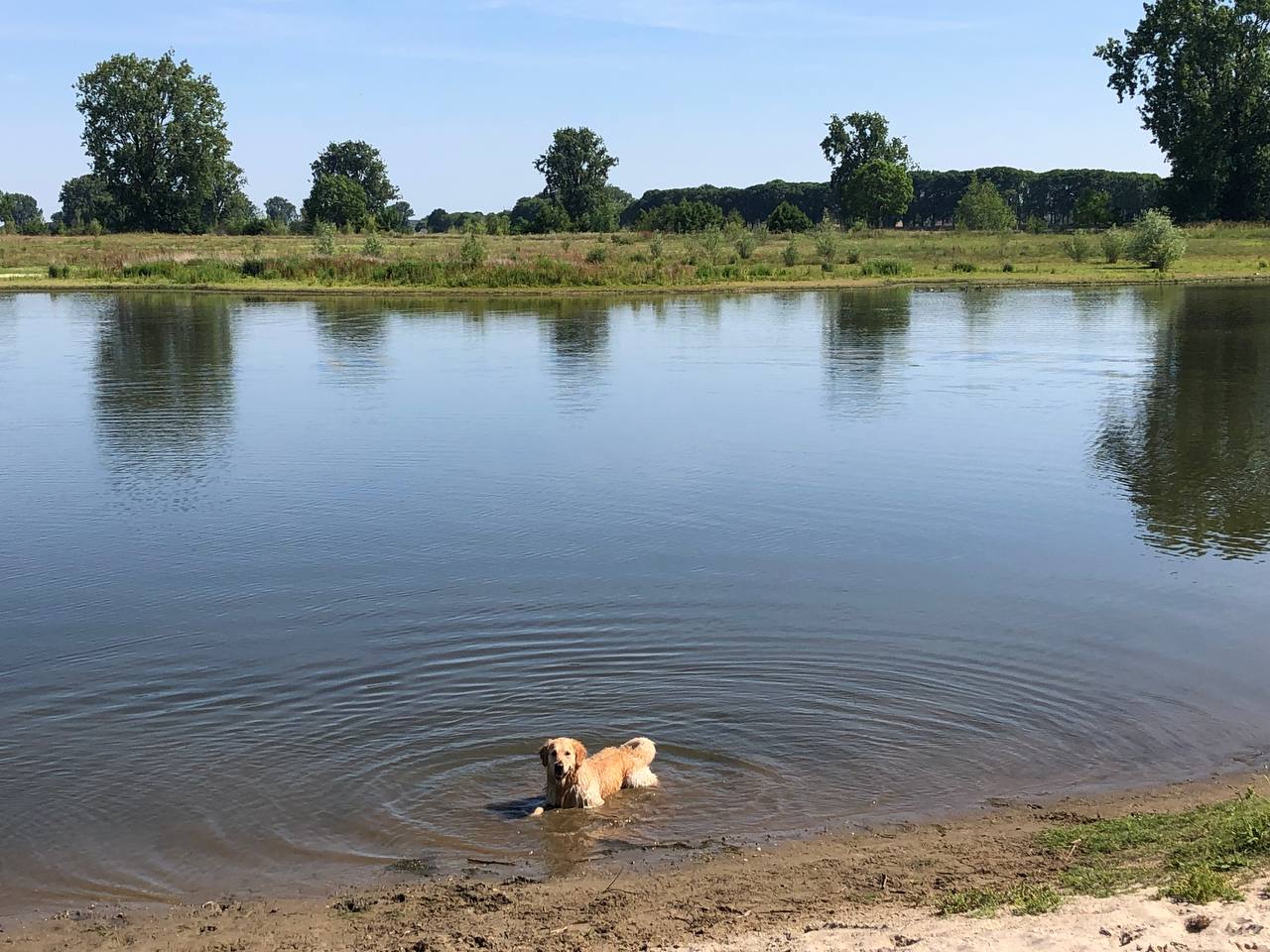 Hond afkoelen in de zomer, lekker zwemmen!